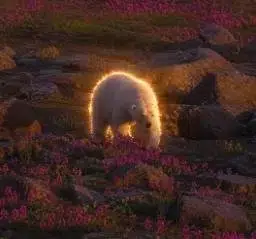 Bear