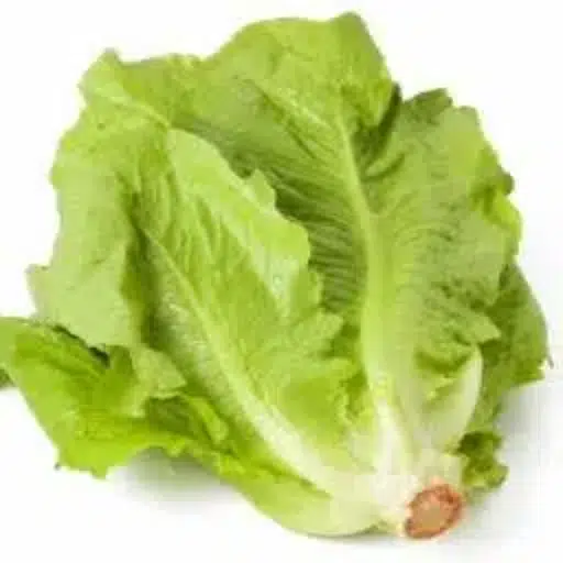 The Annoying Lettuce logo