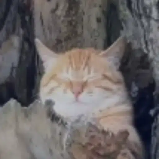 Meowl