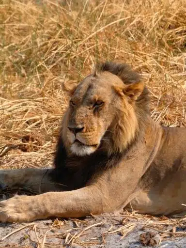 The Bald Lion logo