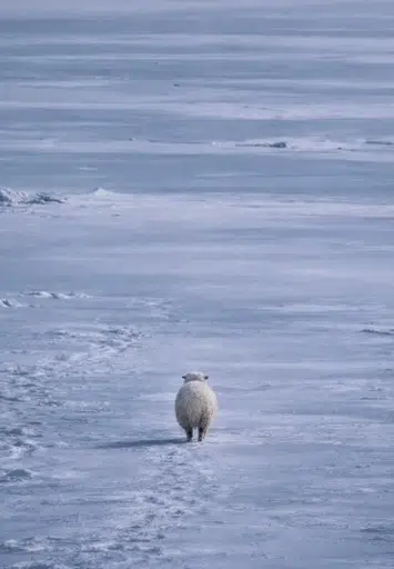 SHEEP