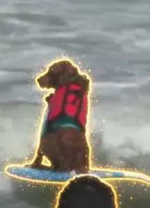 The Surfing Inu logo