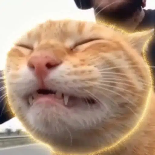 Flying Cat logo