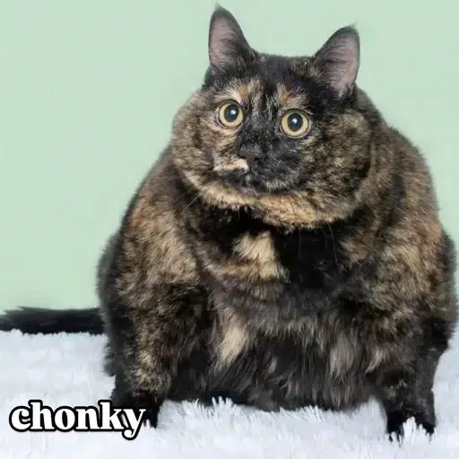 chonky cat logo