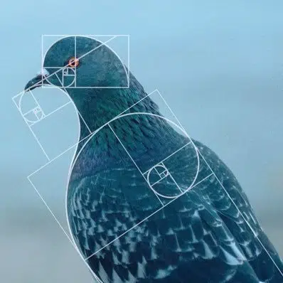 Pigeon worst-performing token logo