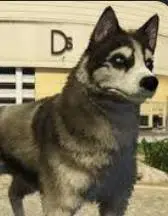 Jax The Husky logo