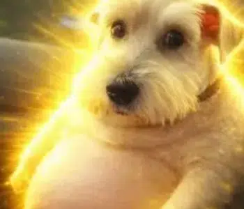 CHUD DOG logo