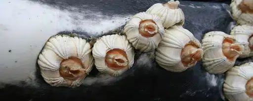 Barnacles