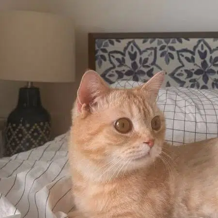 meow
