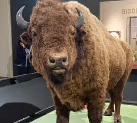 BISON