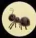 Ant