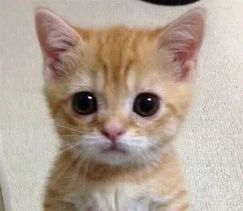 el gato