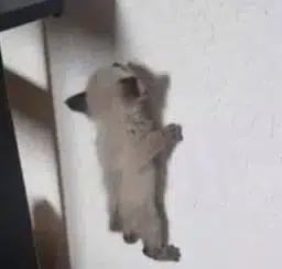 wall cat