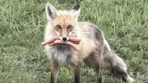 Bandit