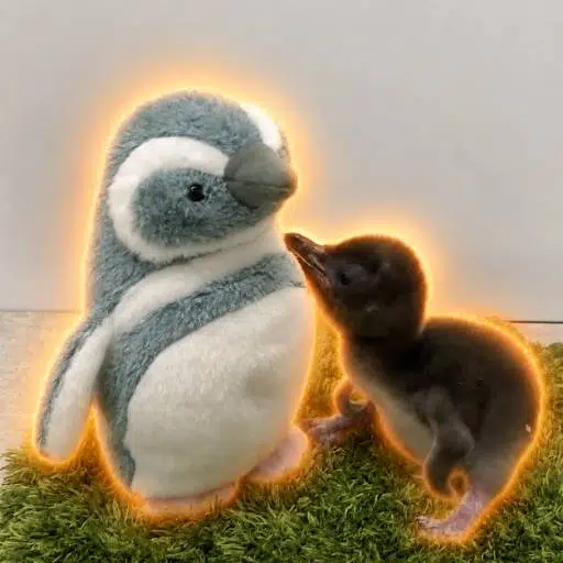 きび