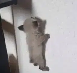 wall cat