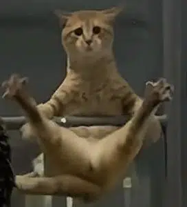 Gymnastics Cat