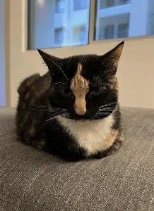 CAT YOU