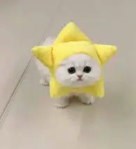 tgcat
