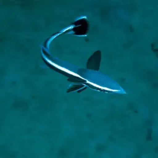 remora