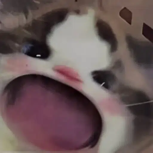 wawacat