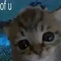 cute animal tek