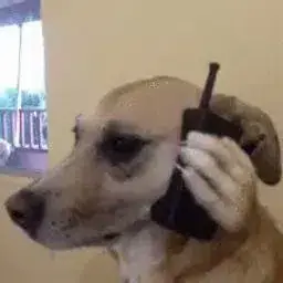 CallDog logo