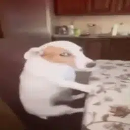 Side Eye Dog logo