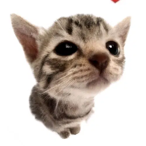el gatito