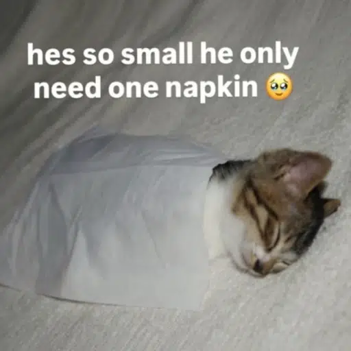 NAPkin logo