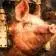 TROUGH