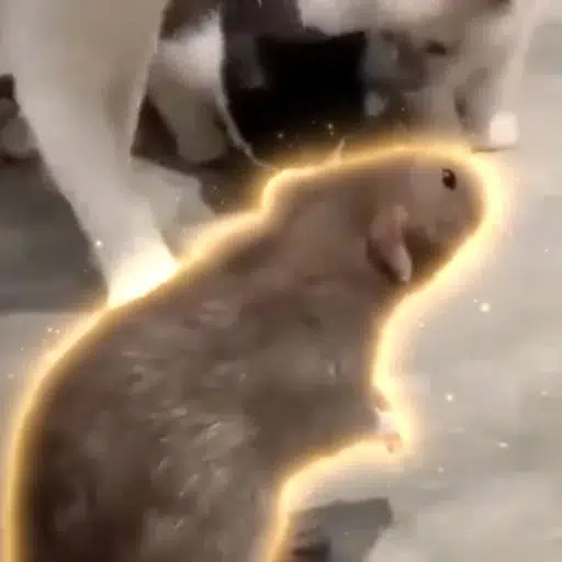 The Ubermensch Rat logo