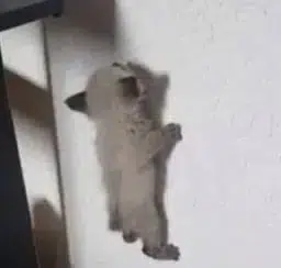 wallcat logo