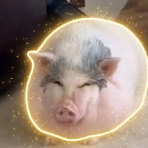 PIG
