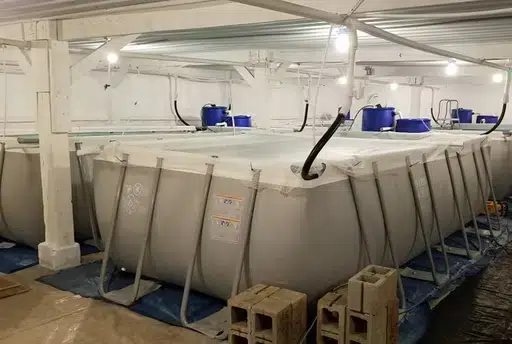 Shrimp Farm
