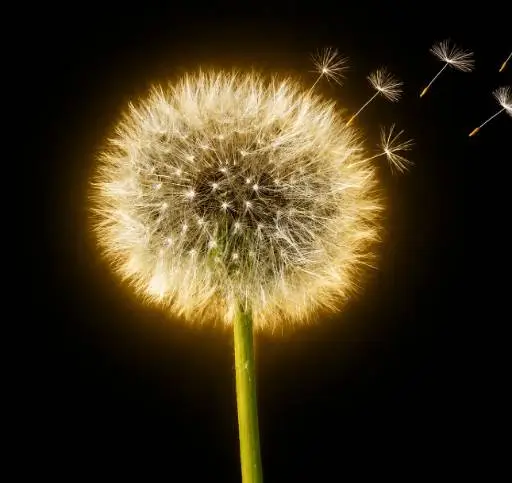 DANDELION