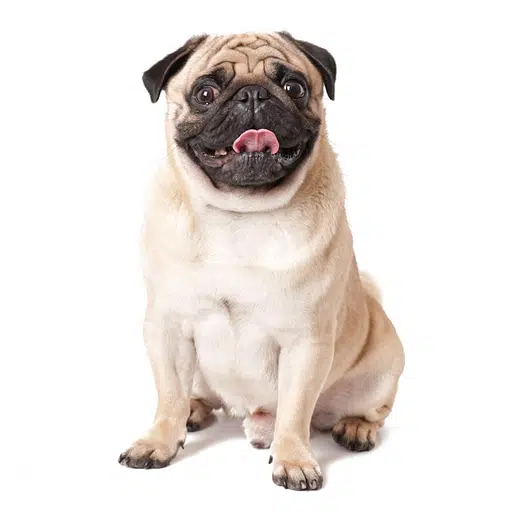 Perrito token