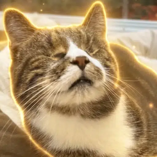 Peanut The Cat