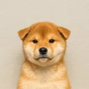 Inu