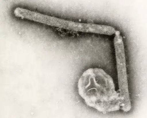 H5N5