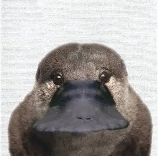 platy