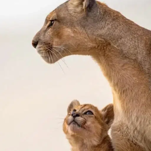 Simba