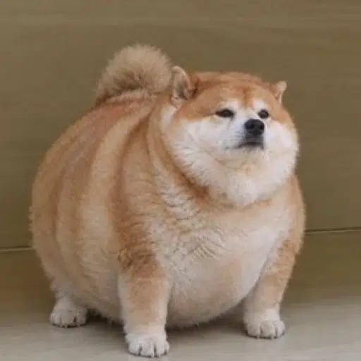 Stupid Inu