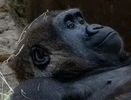 The evolving Gorilla