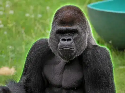 Cecil