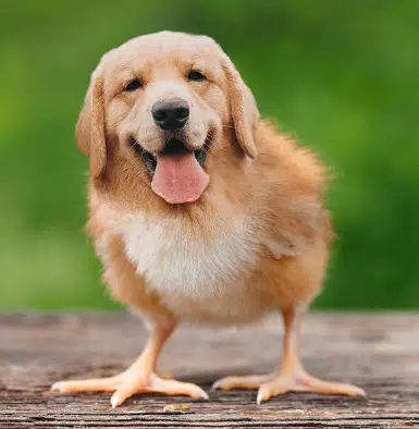 DICKEN