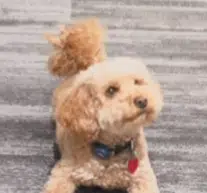 BENITO