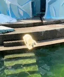 The Bear Flop logo