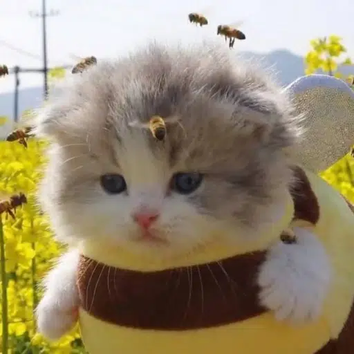 Beecat