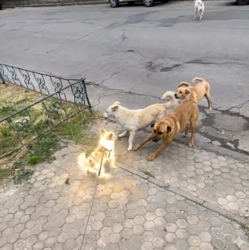 Тишка